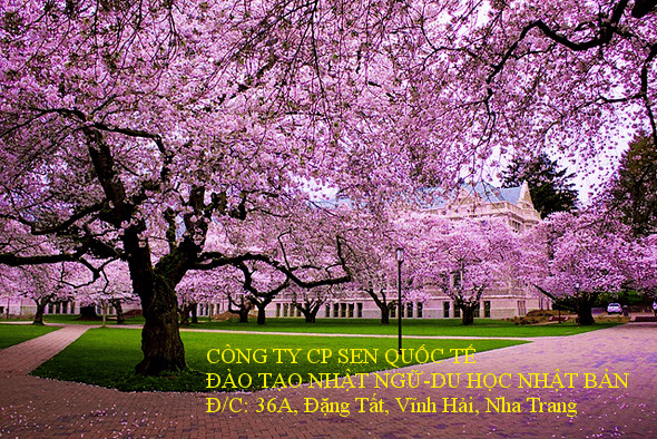 Lễ hội ngắm hoa anh đào ở Nhật Bản